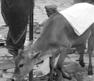 Memoir by Deven Mewari