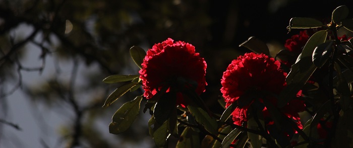 बसंत के बाद वह बुरांस का फूल
